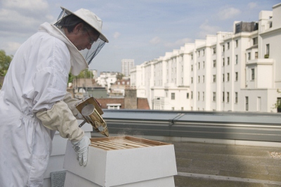 Bees at Lancaster Hotel